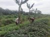 IMG-20260505-WA0049