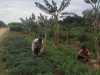 IMG-20260520-WA0047